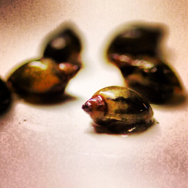 View of Algae Eating Aquarium Snail | RFI