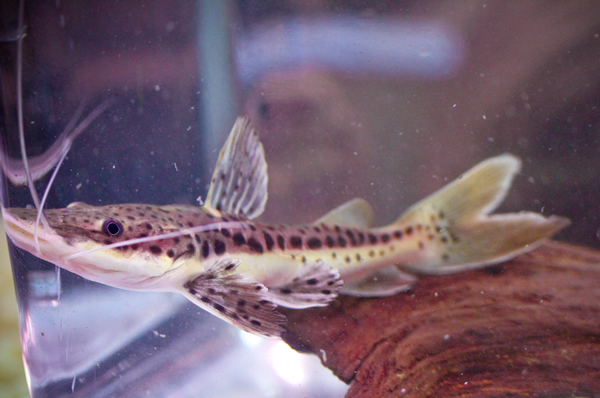 Red Tail Tiger Shovelnose Cross Catfish (5-6 inches) | RFI