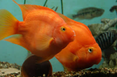 Parrot deals tropical fish