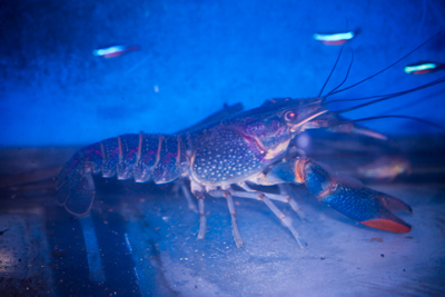 【中古】 Fish / Live In Krakow: Electric L82 Opal Spot Pleco (Scobinancistrus sp) – Tsunami Aquatics