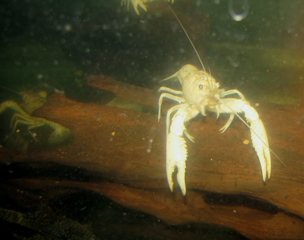 Electric White Crayfish, Procambarus Alleni 4 Inches