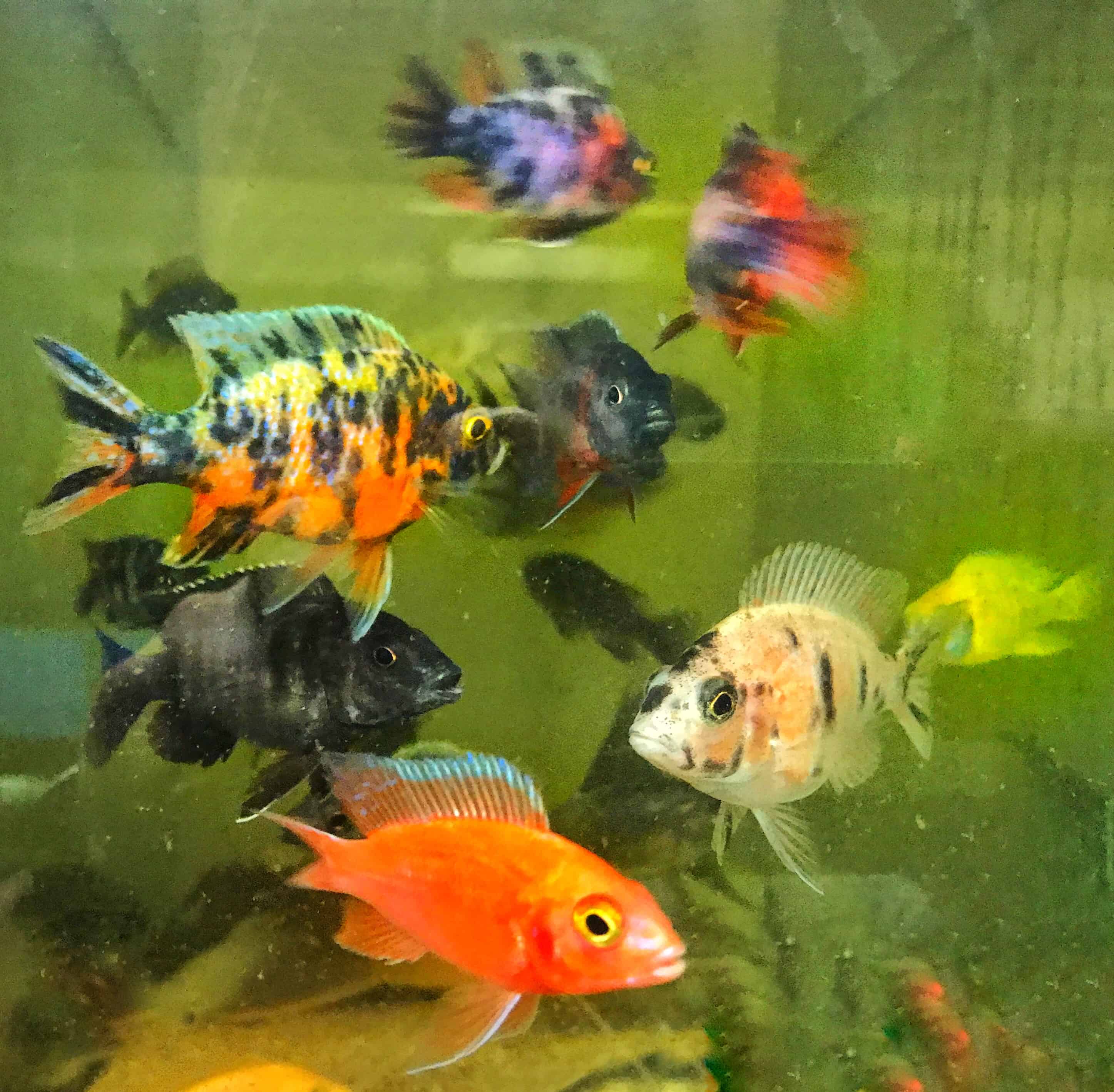 African cichlids sales for sale
