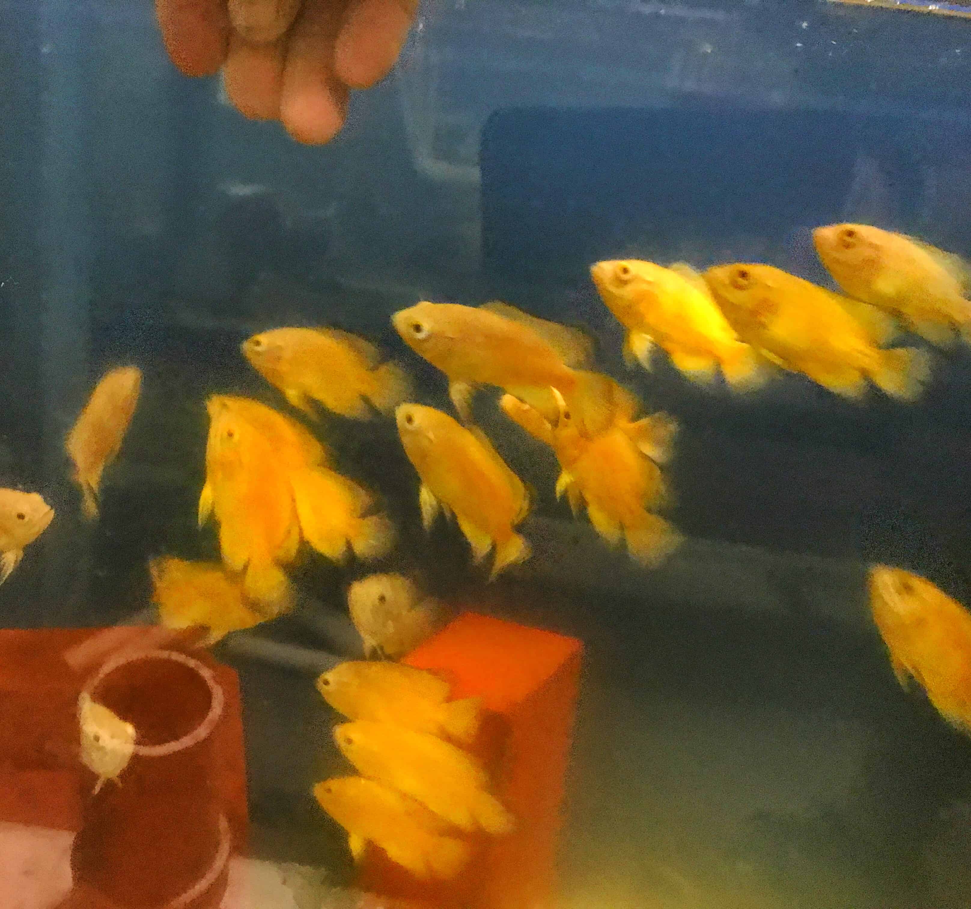 Lemon oscar fish